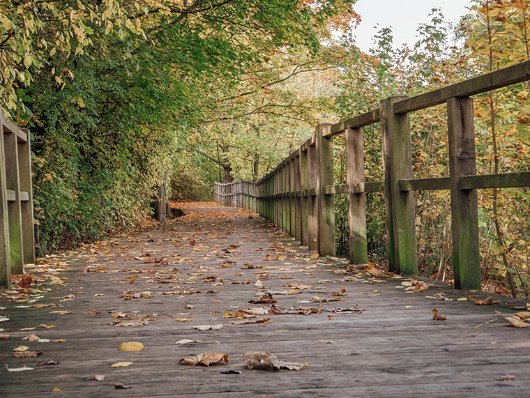Eine hölzerne Promenade, bedeckt mit herabgefallenem Herbstlaub, umgeben von Bäumen mit grünem und gelbem Laub, erstreckt sich in der Ferne unter einem teilweise bewölkten Himmel.